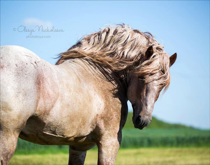 Heavy Horses